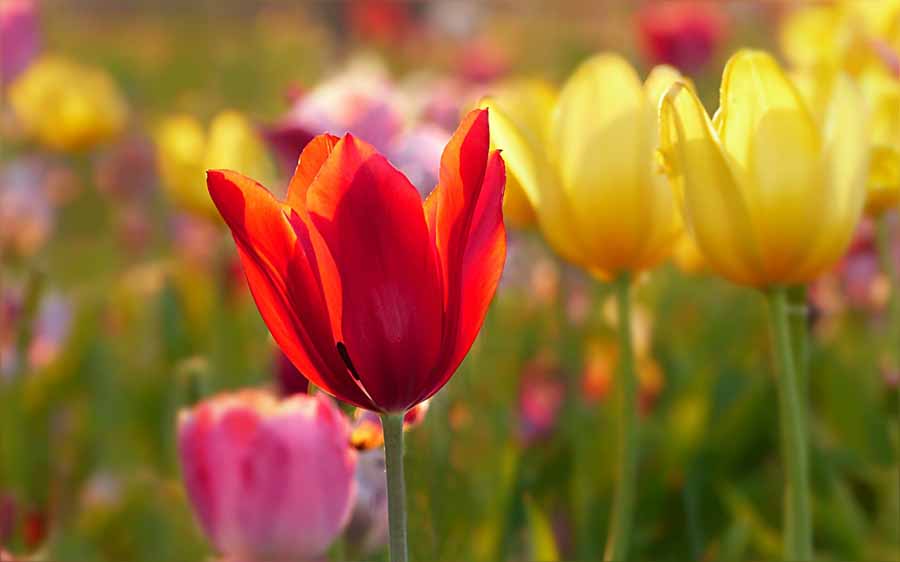 Adding color to garden, tulips 