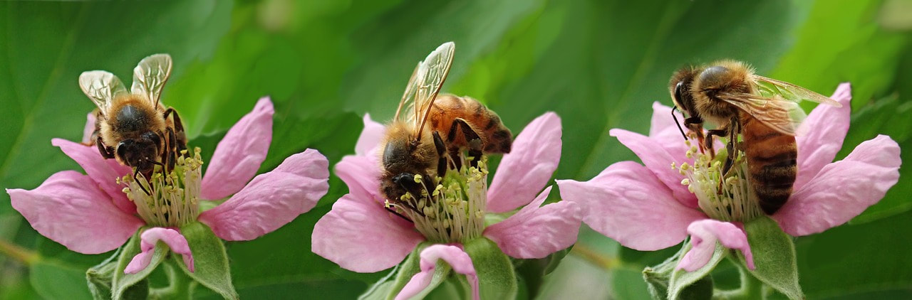 Attract bees in my garden 