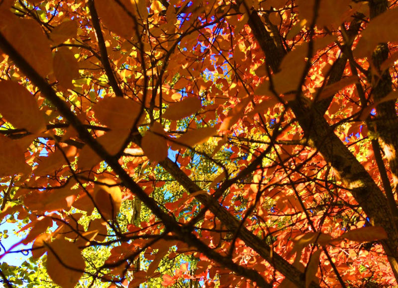 Landscape fall color in Suncadia, Cle Elum WA