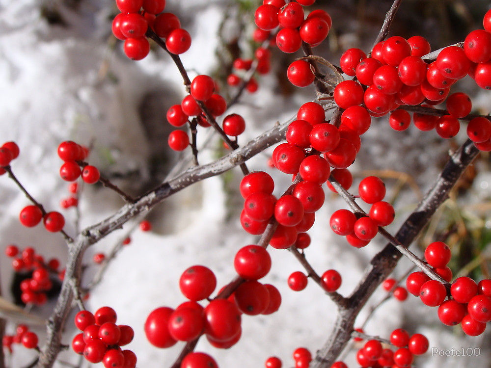 plant red berries for winter garden